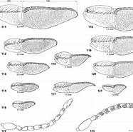 Afbeeldingsresultaten voor "eukrohnia Macroneura". Grootte: 187 x 185. Bron: www.researchgate.net
