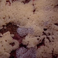 Image result for "clathrina Cerebrum". Size: 187 x 185. Source: www.marinespecies.org