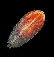 Afbeeldingsresultaten voor "sapphirina Ovatolanceolata-gemma". Grootte: 177 x 185. Bron: www.marinespecies.org