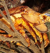 Image result for "scyllarides Aequinoctialis". Size: 174 x 185. Source: www.reefguide.org