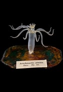 Image result for "arachnactis Albida". Size: 126 x 185. Source: digital.library.cornell.edu