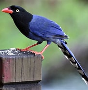 Image result for 台灣國鳥. Size: 182 x 185. Source: factpedia.org