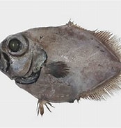 Afbeeldingsresultaten voor "allocyttus Verrucosus". Grootte: 174 x 185. Bron: fishesofaustralia.net.au