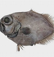 Image result for "allocyttus Verrucosus". Size: 176 x 185. Source: fishesofaustralia.net.au