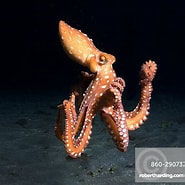 Afbeeldingsresultaten voor "octopus Macropus". Grootte: 185 x 185. Bron: www.robertharding.com
