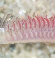 Image result for "scolelepis Cantabra". Size: 176 x 185. Source: www.mapress.com