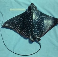 Afbeeldingsresultaten voor "aetobatus Narinari". Grootte: 189 x 185. Bron: ncfishes.com