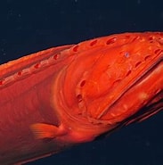 Image result for Rode walviskopvis. Size: 183 x 185. Source: www.vprogids.nl