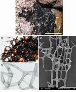 Afbeeldingsresultaten voor Poecilosclerida Feiten. Grootte: 154 x 185. Bron: www.semanticscholar.org