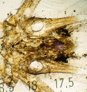 Image result for "leptomysis Lingvura". Size: 176 x 185. Source: www.aphotomarine.com