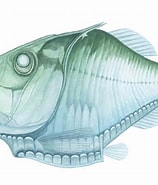 Image result for "argyropelecus affinis". Size: 158 x 185. Source: fishillust.com