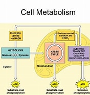 Image result for Cell Metabolism. Size: 176 x 185. Source: www.slideshare.net