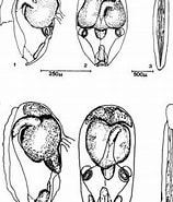 Image result for "oikopleura Cophocerca". Size: 158 x 185. Source: www.researchgate.net