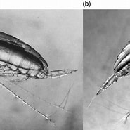 Afbeeldingsresultaten voor "oithona Frigida". Grootte: 185 x 185. Bron: www.researchgate.net