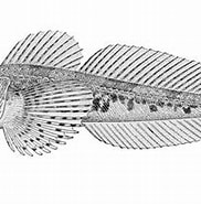 Afbeeldingsresultaten voor Triglops Genus. Grootte: 182 x 151. Bron: fishbiosystem.ru