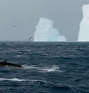 Afbeeldingsresultaten voor "oncaea Antarctica". Grootte: 177 x 185. Bron: www.nytimes.com