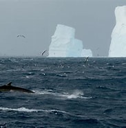 Image result for "oncaea Antarctica". Size: 183 x 185. Source: www.nytimes.com