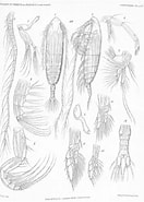Image result for "Haloptilus Fons". Size: 132 x 185. Source: www.marinespecies.org