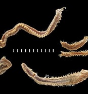 Image result for "eunice Pennata". Size: 174 x 185. Source: www.marinespecies.org