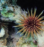 Afbeeldingsresultaten voor "echinometra Viridis". Grootte: 174 x 185. Bron: www.snorkeling-report.com
