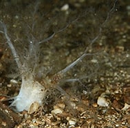 Afbeeldingsresultaten voor "thyonidium Drummondii". Grootte: 189 x 185. Bron: www.britishmarinelifepictures.co.uk