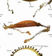 Bythaelurus canescens Feiten に対する画像結果.サイズ: 169 x 185。ソース: www.researchgate.net