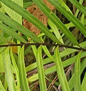 Image result for "pseudotiara Tropical". Size: 175 x 185. Source: phytoimages.siu.edu