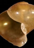 Afbeeldingsresultaten voor Limacinidae Wikipedia. Grootte: 130 x 143. Bron: www.gastropods.com