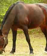 Image result for World Dansk Fritid husdyr heste og ridning racer. Size: 156 x 185. Source: www.heste-og-andre-dyr.dk