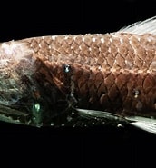 Image result for "notoscopelus Caudispinosus". Size: 172 x 185. Source: pixels.com