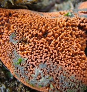 Image result for "hymeniacidon Perlevis". Size: 176 x 185. Source: www.aphotomarine.com