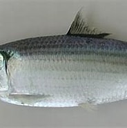 Bildresultat för "sardinella Maderensis". Storlek: 184 x 140. Källa: fishbiosystem.ru