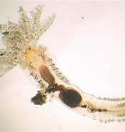 Image result for "salmacina Dysteri". Size: 176 x 185. Source: www.aphotomarine.com