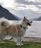 Image result for Norsk Islandshund Klubb. Size: 158 x 185. Source: islandshunden.no