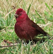 Image result for 賞 鳥. Size: 183 x 185. Source: www.cdns.com.tw