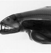 Image result for "coccorella Atlantica". Size: 180 x 153. Source: fishesofaustralia.net.au