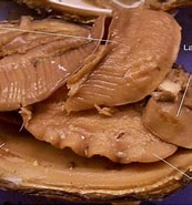 Afbeeldingsresultaten voor Dissecting Clams. Grootte: 173 x 185. Bron: biologyjunction.com
