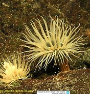Image result for Diadumenidae infraorder. Size: 176 x 185. Source: www.reeflex.net