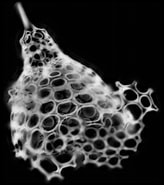 Image result for "lamprocyrtis Nigriniae". Size: 164 x 185. Source: autoradio.cerege.fr