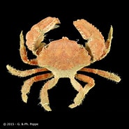 Image result for Actumnus obesus. Size: 185 x 185. Source: www.crustaceology.com