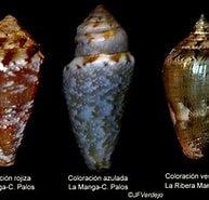 Image result for "conchoecia Subarcuata". Size: 193 x 180. Source: cienciaymalacologia.blogspot.com
