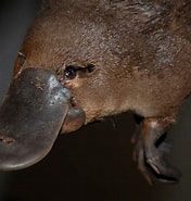 Afbeeldingsresultaten voor Platypus. Grootte: 176 x 185. Bron: wallpaperaccess.com