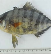 Image result for "seriola Fasciata". Size: 174 x 185. Source: www.researchgate.net
