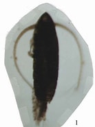 Afbeeldingsresultaten voor "calanoides Carinatus". Grootte: 138 x 185. Bron: www.odb.ntu.edu.tw