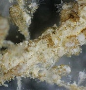 Image result for "corophium Insidiosum". Size: 176 x 185. Source: www.coastsandreefs.net