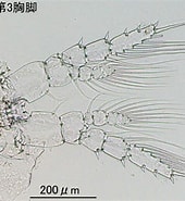 Image result for "centropages Elongatus". Size: 170 x 185. Source: plankton.image.coocan.jp