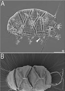 Image result for Echiniscus Elegans Klasse. Size: 133 x 185. Source: www.researchgate.net