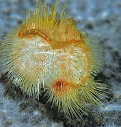 Image result for "brissopsis Lyrifera". Size: 177 x 185. Source: anadoluimages.com