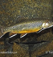 Afbeeldingsresultaten voor Beekforel Vissoort. Grootte: 170 x 185. Bron: www.naturephoto-cz.com