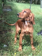 Image result for Irish Setter AKC. Size: 138 x 185. Source: www.bestfrienddogtraining.com